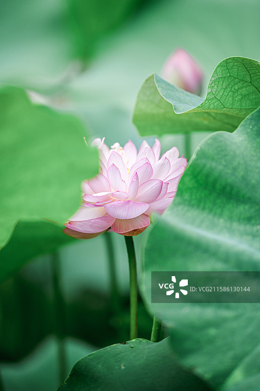 很久以前有人说我像荷花，那时年轻的我不明白是什么意思，现在的我也想知道什么意思，但我爱上了追荷花。图片素材