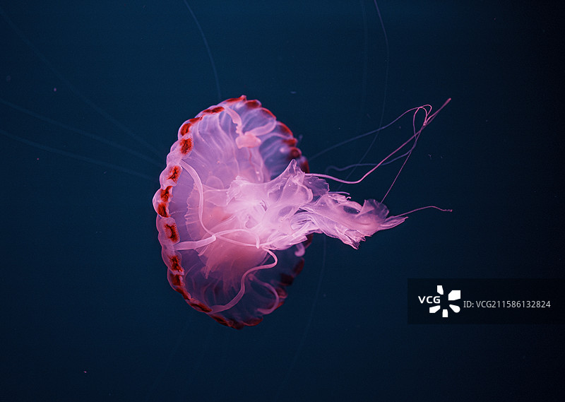 赤月水母  大连老虎滩海洋公园图片素材