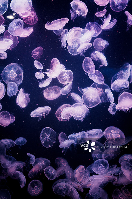 海月水母 大连老虎滩海洋公园图片素材
