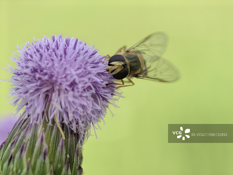 蜜蜂采蜜图片素材