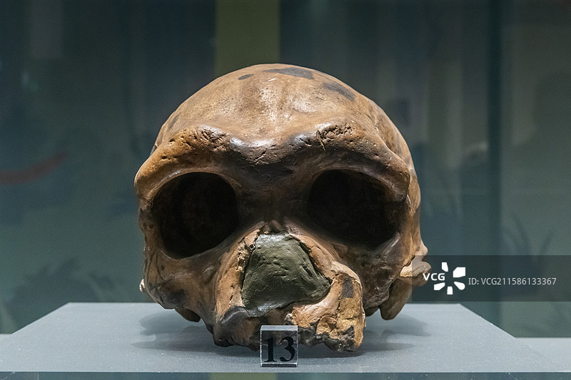 陕西历史博物馆大荔人头骨旧石器时代陕西省渭南市大荔县段家乡出土图片素材