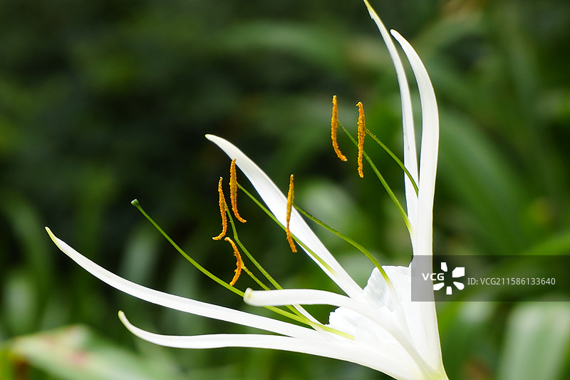 水鬼蕉图片素材