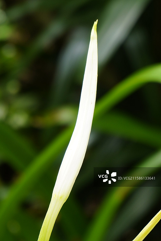 水鬼蕉图片素材