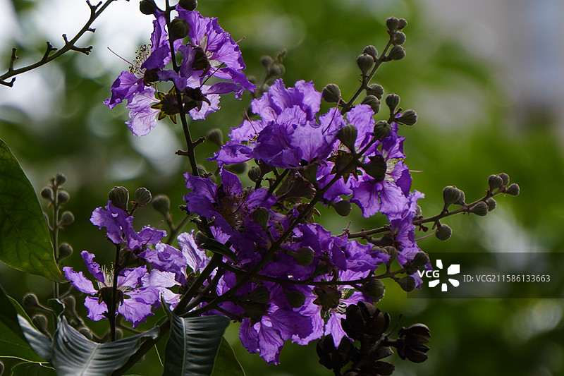 大花紫薇图片素材
