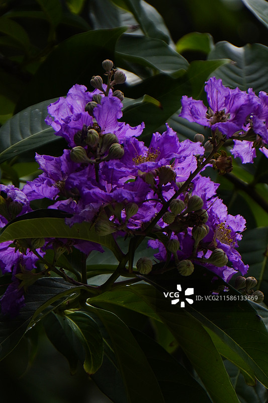 大花紫薇图片素材