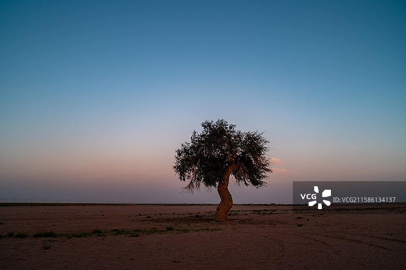晚霞映衬戈壁上孤独的树图片素材