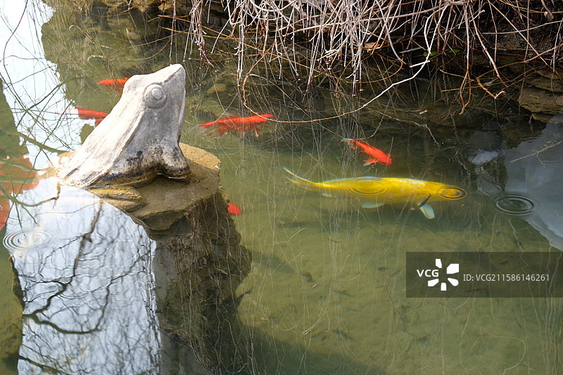石家庄正定荣国府花园公园。池中青蛙和锦鲤。小鱼。池塘荷塘图片素材