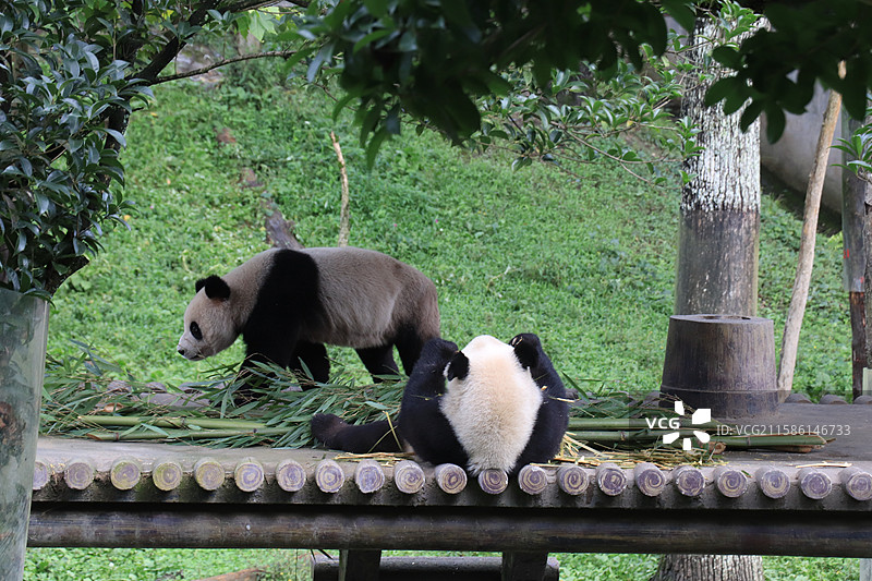 雅安碧峰峡大熊猫基地里嬉戏吃竹子的熊猫图片素材