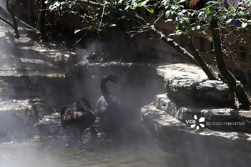 雅安碧峰峡野生动物园-黑天鹅展翅图图片素材