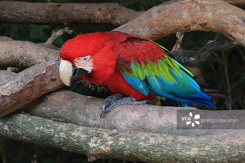 雅安碧峰峡野生动物园-金刚鹦鹉（蓝黄红金刚鹦鹉）图片素材