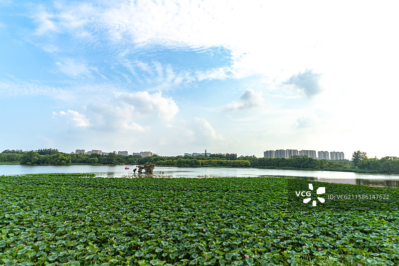 湖畔荷塘风光图片素材