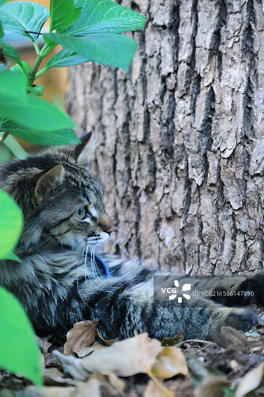 江南无锡锡惠名胜区公园惠山古镇锡山龙光寺图片素材