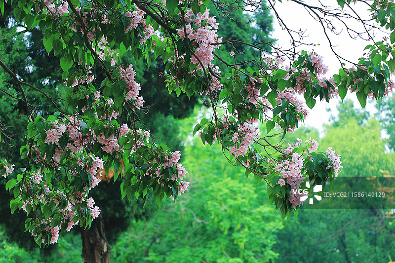 江南苏州常熟三峰清凉禅寺百年楸树图片素材