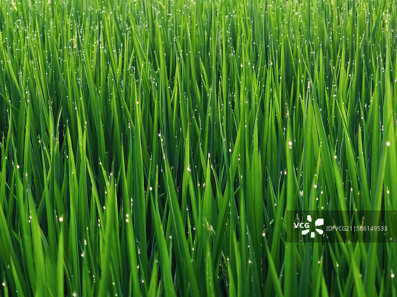 清晨叶尖坠满露珠的稻田图片素材