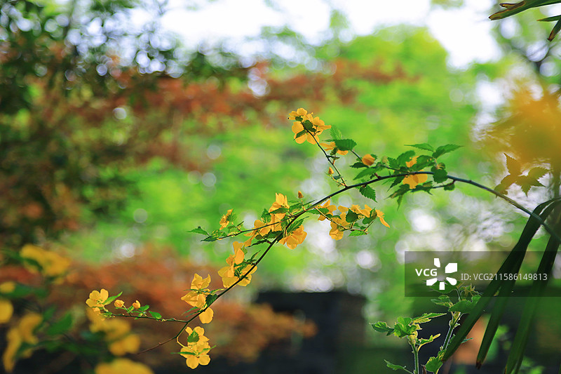 江南无锡5A锡惠公园惠山古镇锡惠名胜区金丝桃图片素材