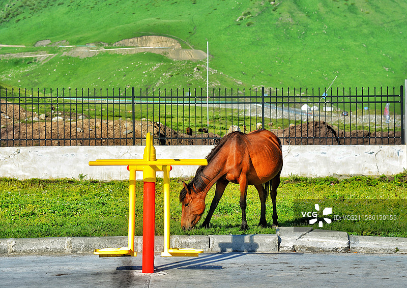 新疆巴音布鲁克草原放牧图片素材