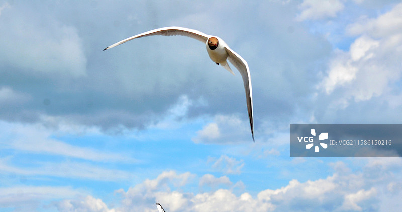 新疆巴音布鲁克草原放牧图片素材