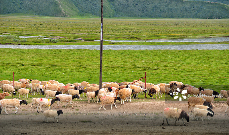 新疆巴音布鲁克草原放牧图片素材