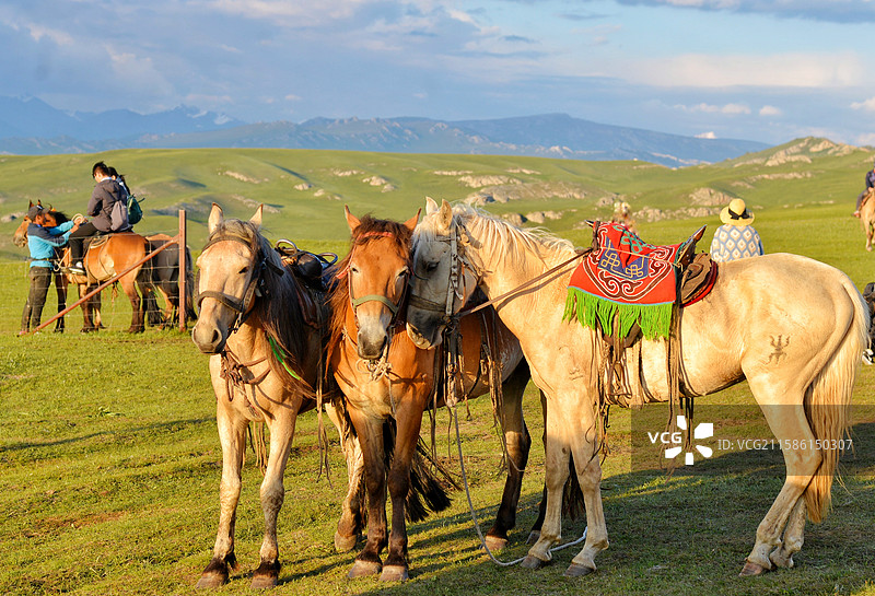 新疆巴音布鲁克草原放牧图片素材