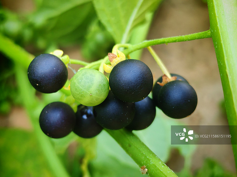 龙葵果图片素材