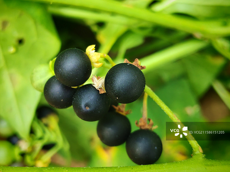 龙葵果图片素材