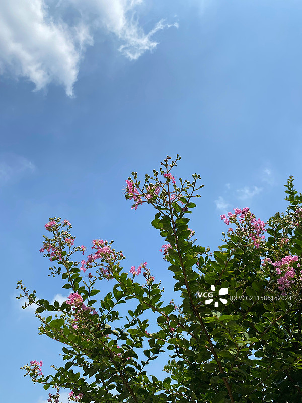 美丽天空下的紫薇花图片素材