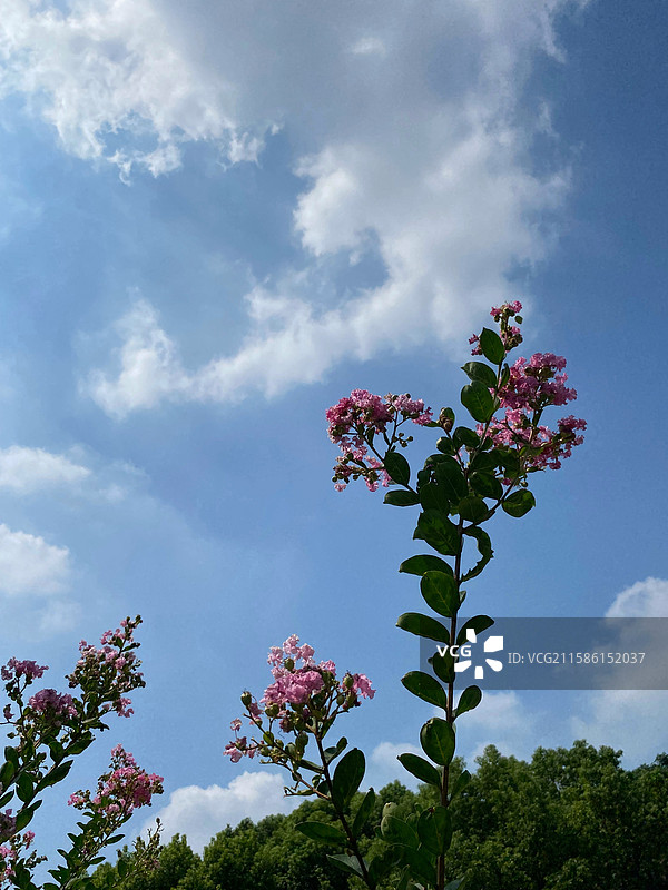 美丽天空下的紫薇花图片素材
