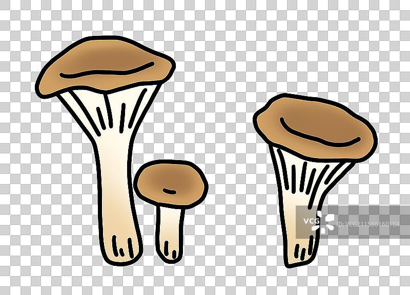 蘑菇插画-猪肚菌图片素材