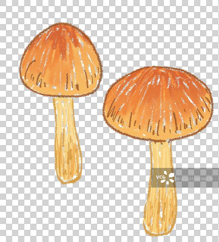 蘑菇插画-鸡蛋菌图片素材