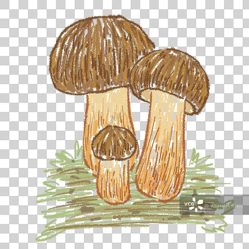 蘑菇插画-黄癞头菌图片素材