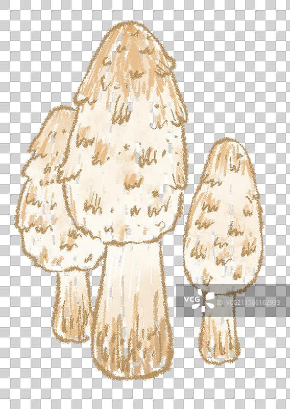 蘑菇插画-鸡腿菇图片素材