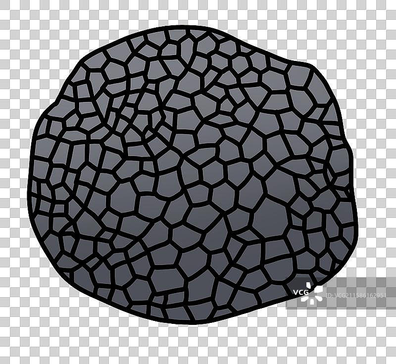 蘑菇插画-黑松露图片素材