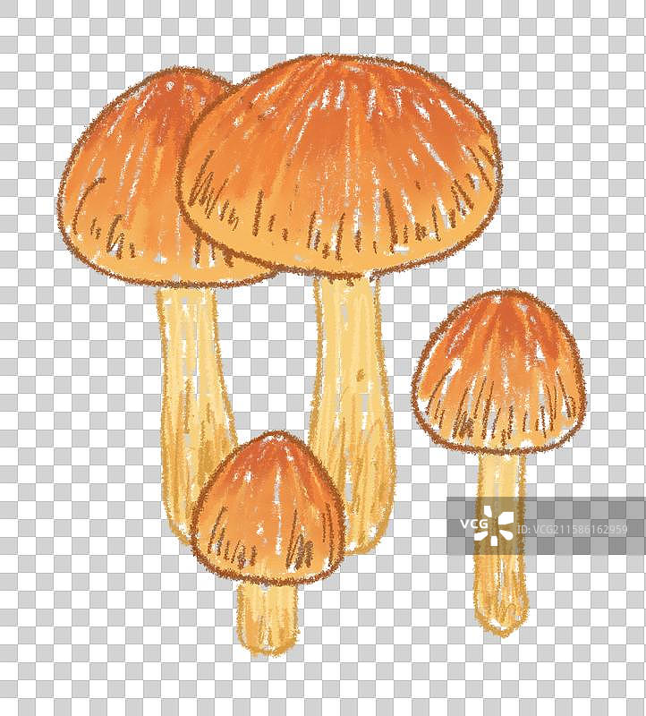 蘑菇插画-鸡蛋菌图片素材