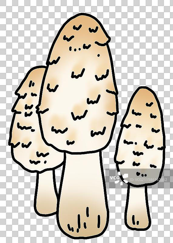 蘑菇插画-鸡腿菇图片素材