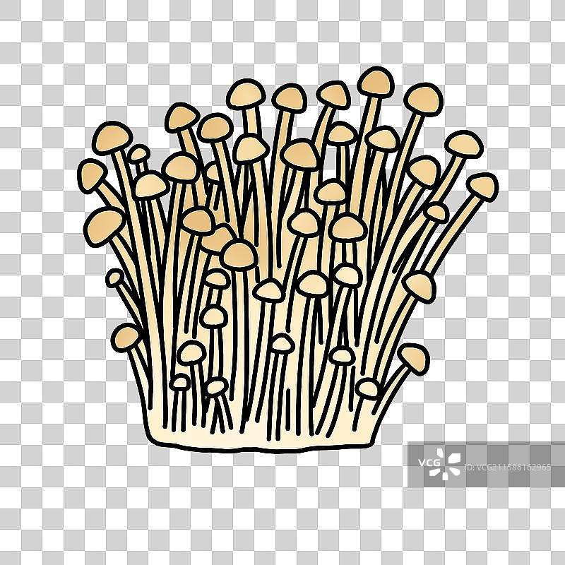 蘑菇插画-金针菇图片素材
