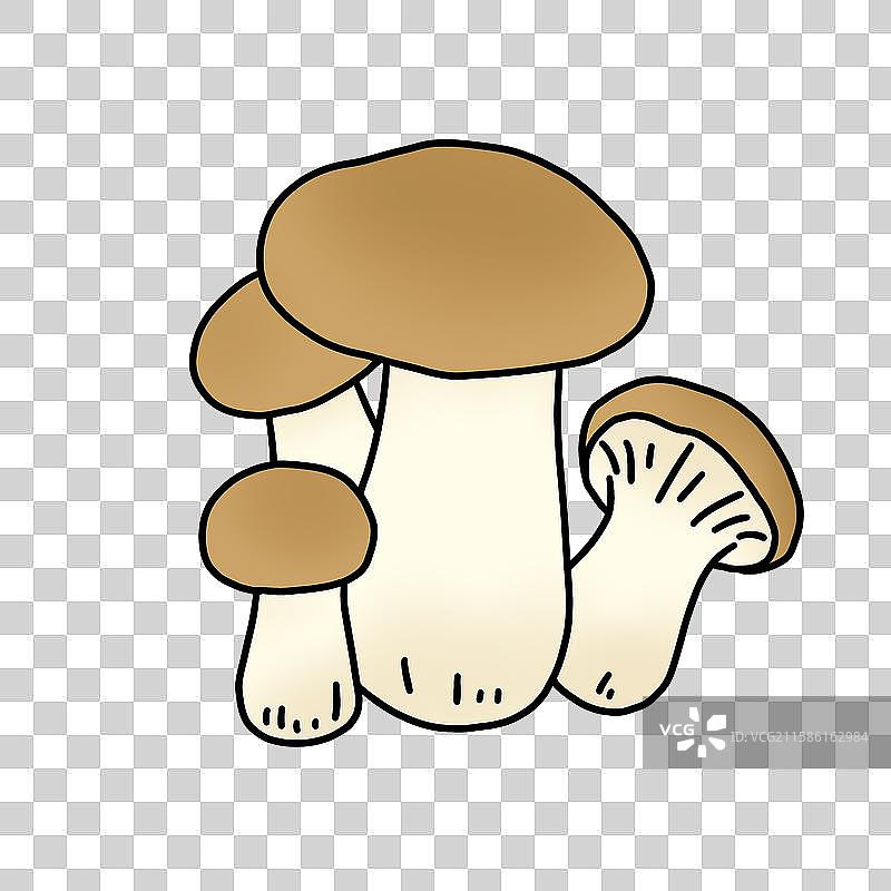 蘑菇插画-杏鲍菇图片素材