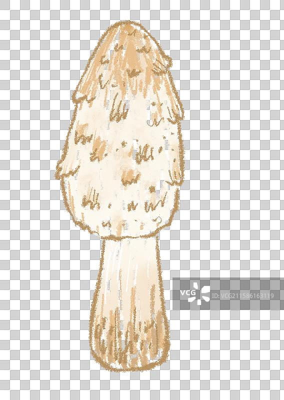 蘑菇插画-鸡腿菇图片素材