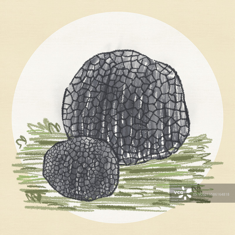 蘑菇插画-黑松露图片素材