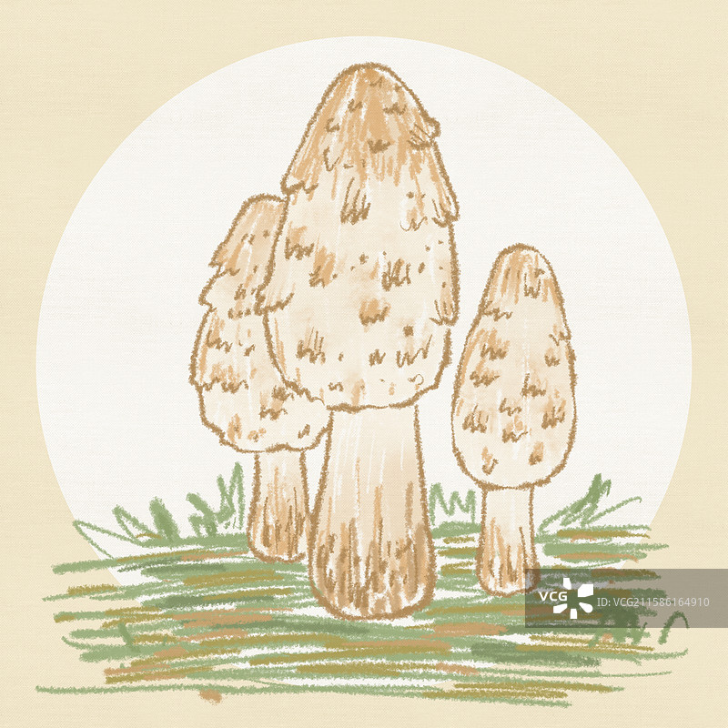 蘑菇插画-鸡腿菇图片素材