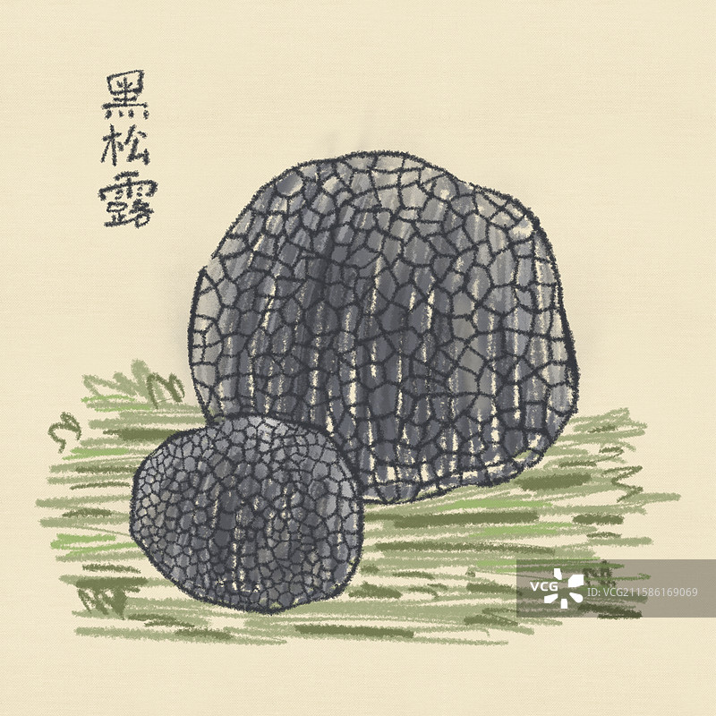 蘑菇插画-黑松露图片素材