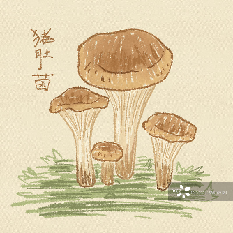 蘑菇插画-猪肚菌图片素材