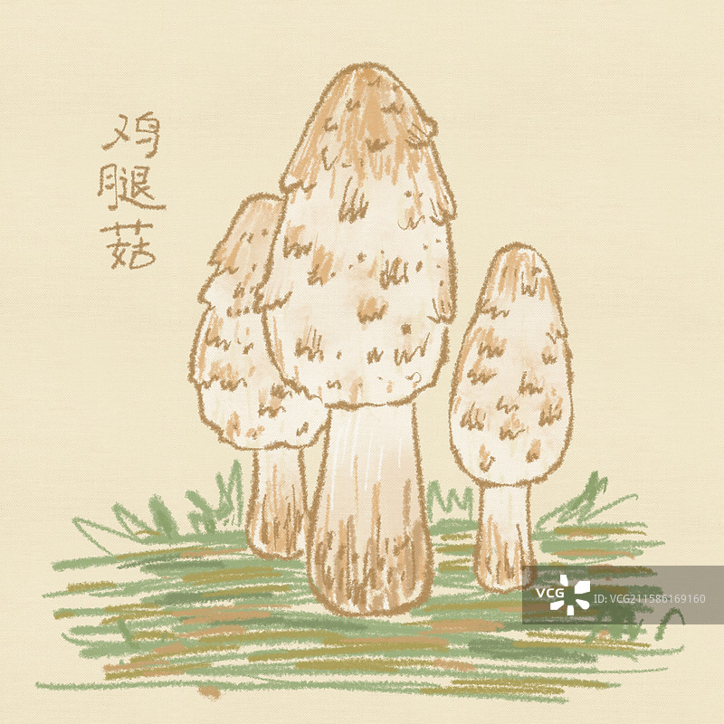 蘑菇插画-鸡腿菇图片素材