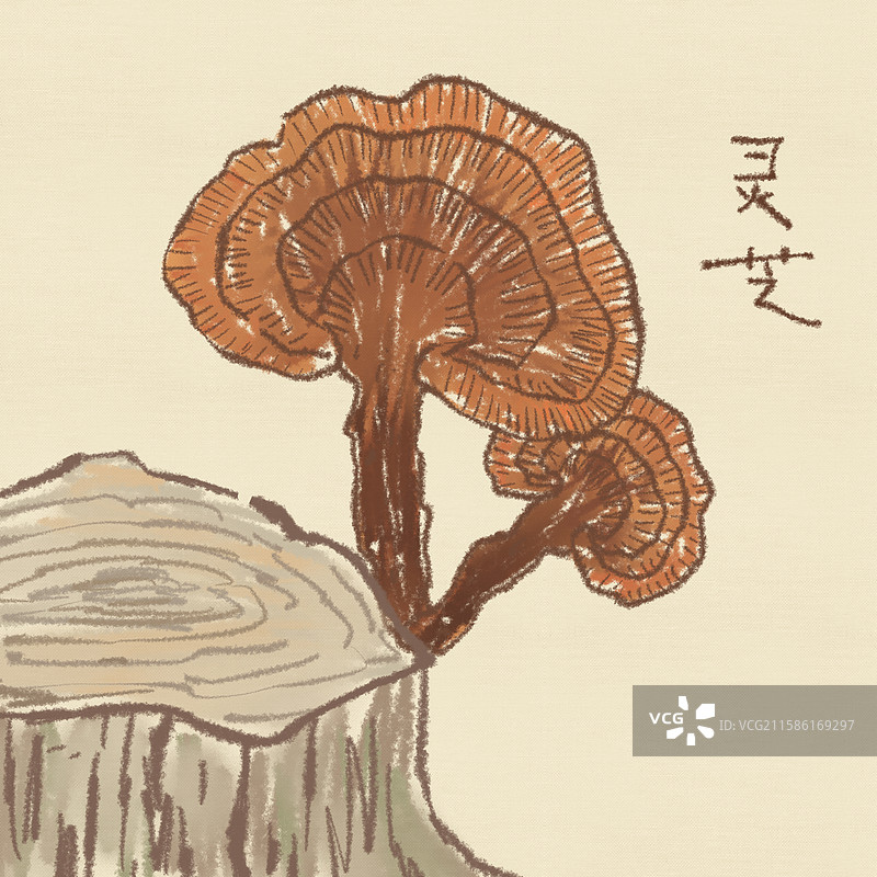 野生灵芝图片素材