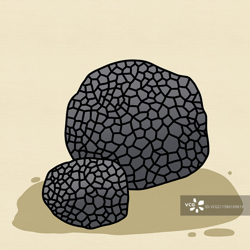 蘑菇插画-黑松露图片素材