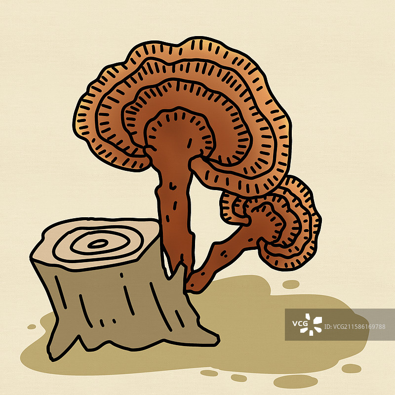 野生灵芝图片素材