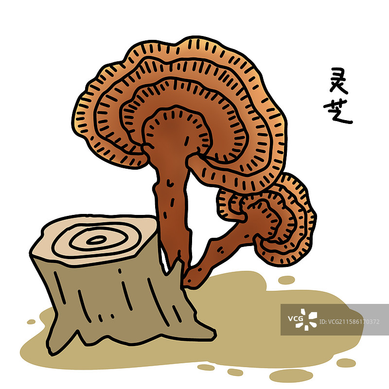 野生灵芝图片素材