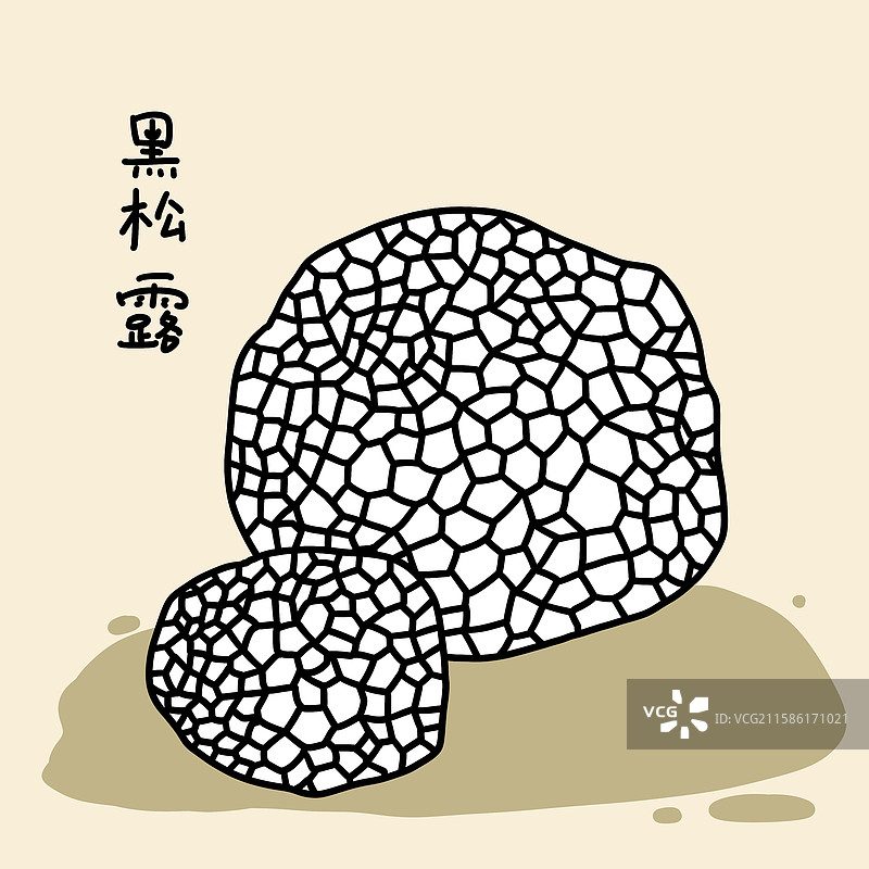 蘑菇插画-黑松露图片素材