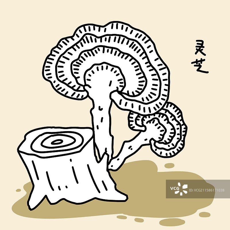 野生灵芝图片素材