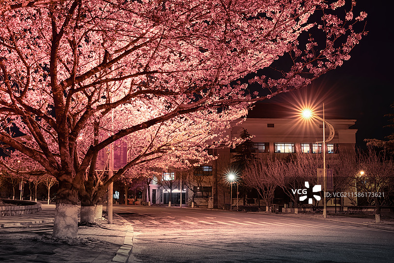 校园夜樱图片素材