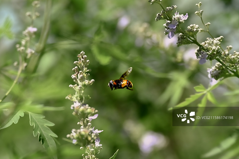 蜜蜂属，膜翅目蜜蜂总科下一个属的统称，通称蜜蜂图片素材